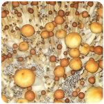 Псилоцибиновые (галлюциногенные)  грибы Psilocybin "Golden Teacher" в Заволжье
