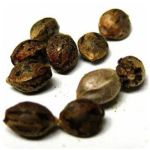 Семена марихуаны АК-47  (Seeds AK-47) в Заволжье